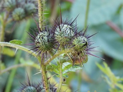 Solanum grayi, photographed by Francisco Farriols Sarabia