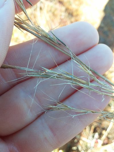 Aristida condensata, photographed by Will McFarland