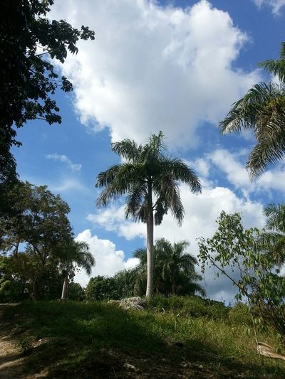 Roystonea borinquena, photographed by Steven Bachman