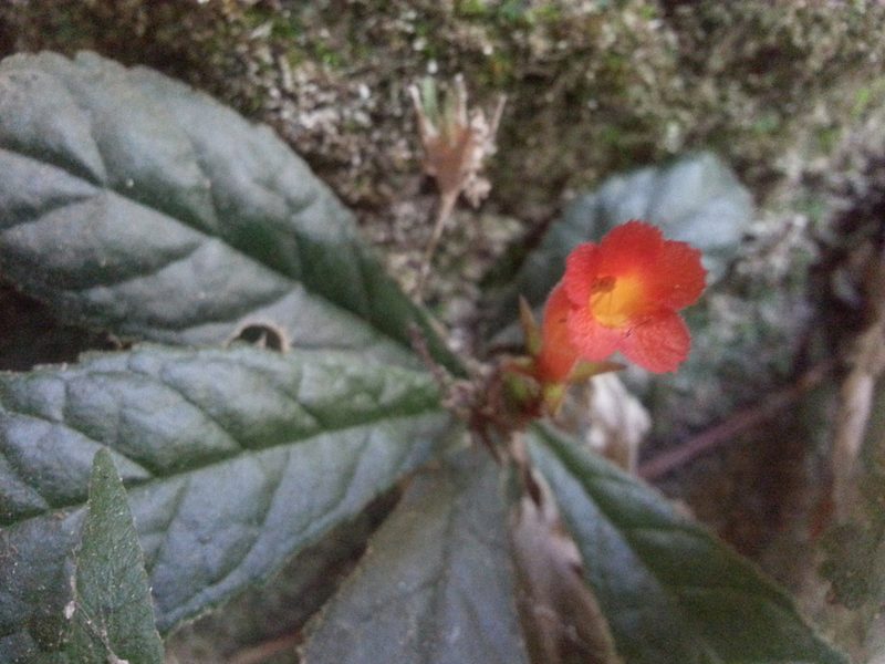 Gesneria cuneifolia, photographed by Steven Bachman