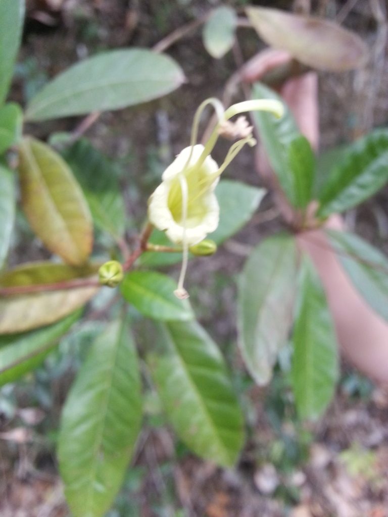 Gesneria pedunculosa, photographed by Steven Bachman