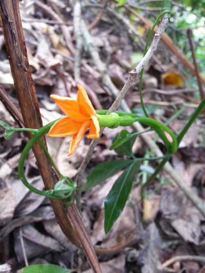 Psiguria pedata, photographed by Steven Bachman