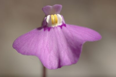 Utricularia uniflora, photographed by Miguel de Salas