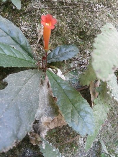 Gesneria cuneifolia, photographed by Steven Bachman