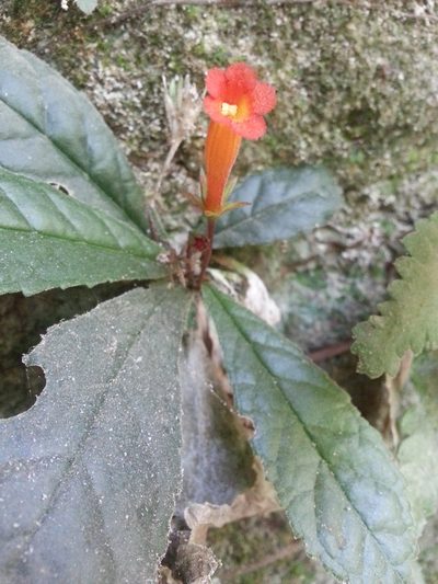 Gesneria cuneifolia, photographed by Steven Bachman