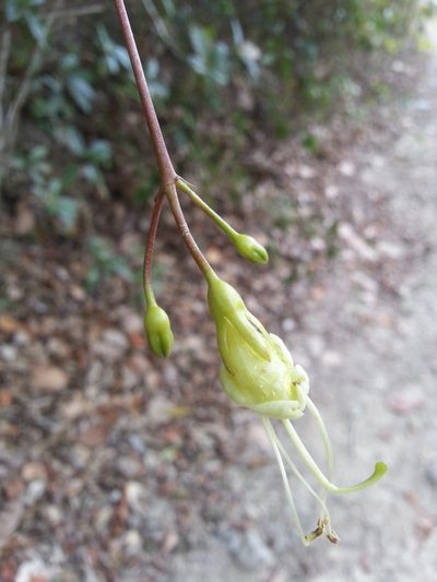 Gesneria pedunculosa, photographed by Steven Bachman