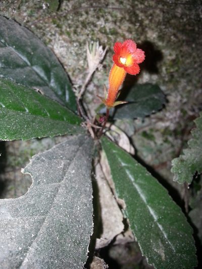Gesneria cuneifolia, photographed by Steven Bachman