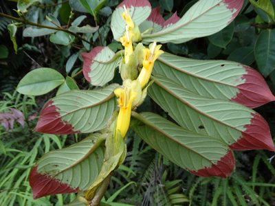 Columnea guttata, photographed by Oscar Marín