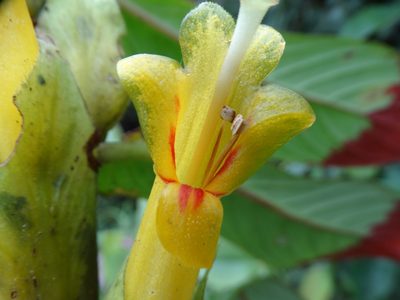 Columnea guttata, photographed by Oscar Marín