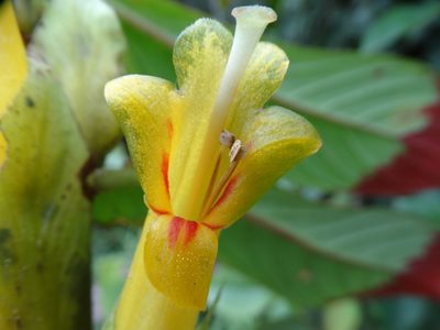 Columnea guttata, photographed by Oscar Marín