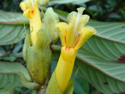 Columnea guttata, photographed by Oscar Marín