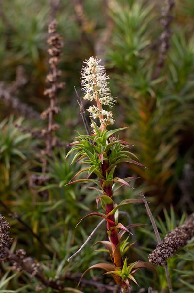 Richea gunnii, photographed by Miguel de Salas