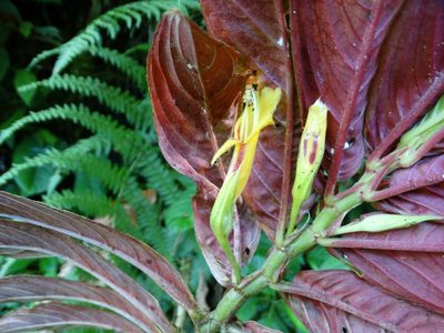Columnea ericae, photographed by Oscar Marín
