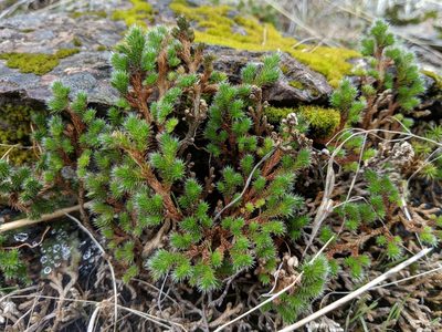 Selaginella hansenii, photographed by Ken-ichi Ueda