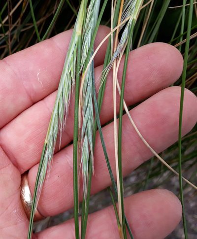 Festuca coxii, photographed by Peter de Lange