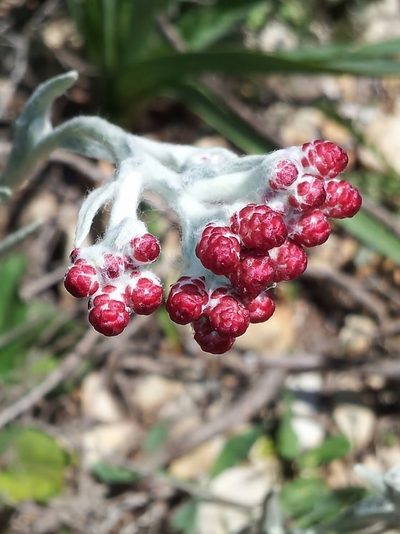Helichrysum sanguineum, photographed by Nasser Halaweh