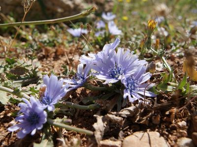 Lactuca tuberosa, photographed by Nasser Halaweh