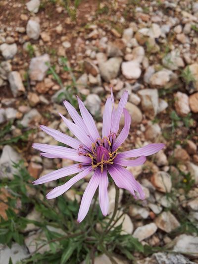 Pseudopodospermum papposum, photographed by Nasser Halaweh