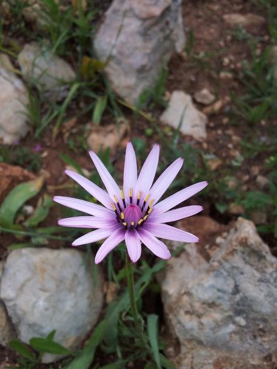 Pseudopodospermum papposum, photographed by Nasser Halaweh