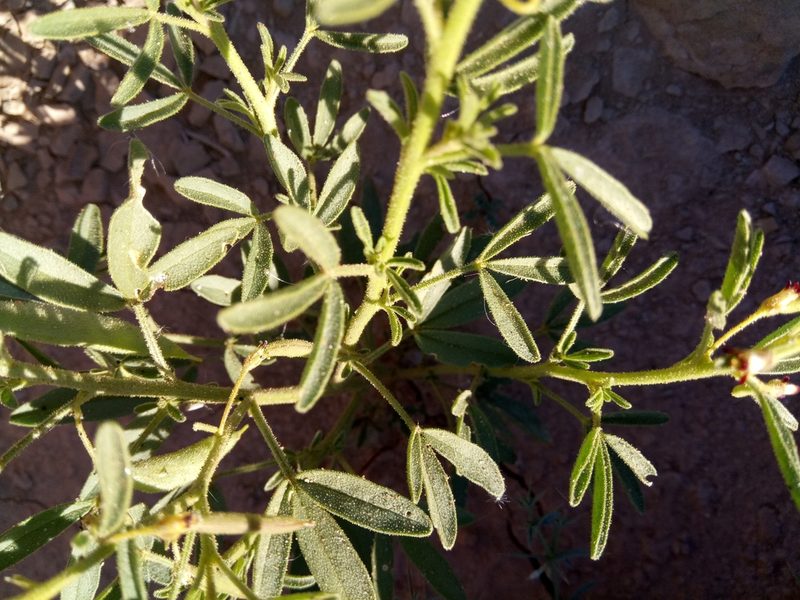 Cleome africana, photographed by Karim Haddad