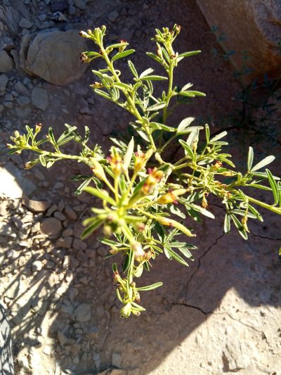 Cleome africana, photographed by Karim Haddad