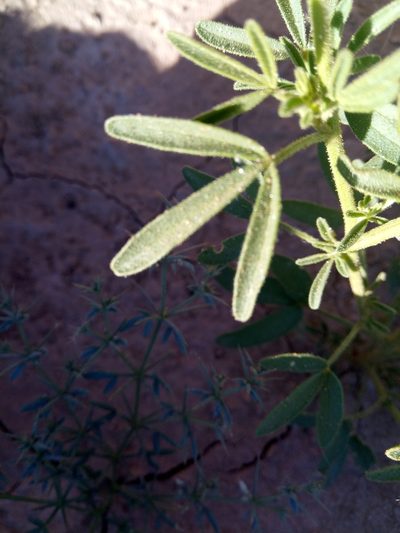 Cleome africana, photographed by Karim Haddad