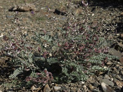 Astragalus layneae, photographed by Jim Morefield