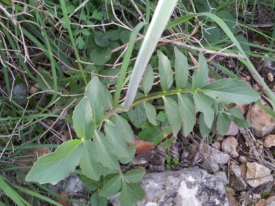 Valeriana italica, photographed by Nasser Halaweh