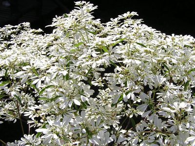 Euphorbia leucocephala, photographed by Nasser Halaweh