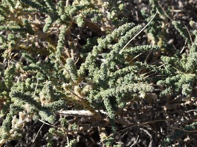 Adenocarpus viscosus, photographed by Nasser Halaweh