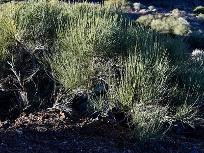 Cytisus supranubius, photographed by Nasser Halaweh