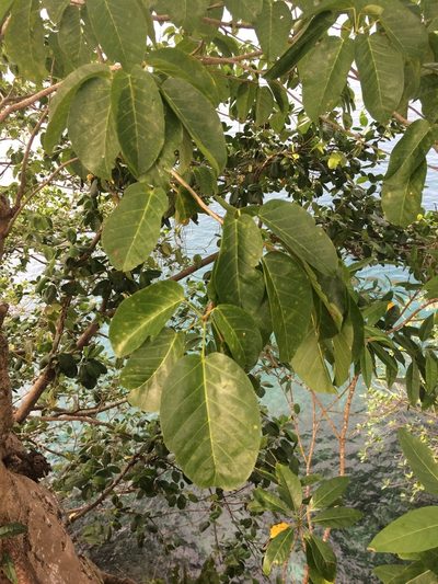 Sterculia ceramica, photographed by Greg III Espera