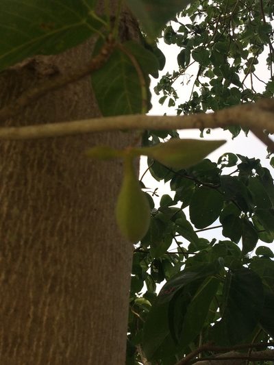 Sterculia ceramica, photographed by Greg III Espera