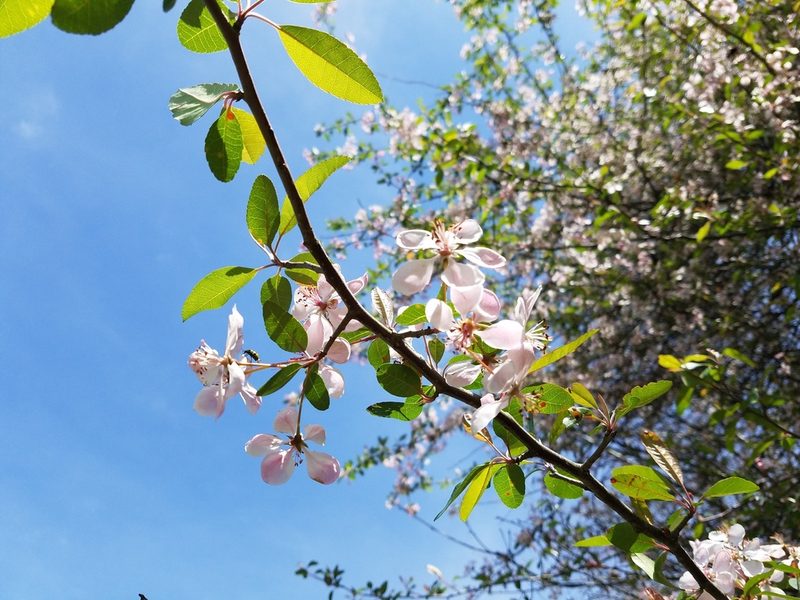 Malus angustifolia, photographed by Leila Dasher