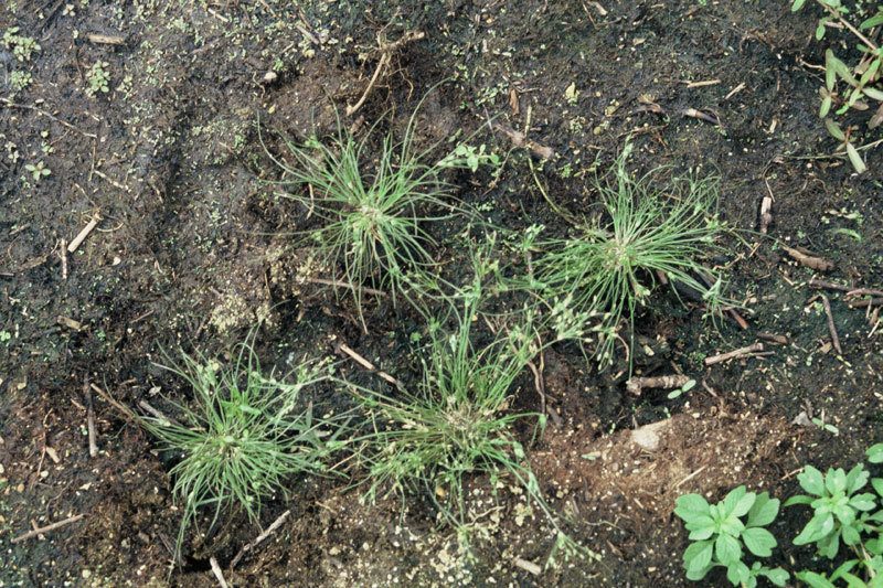 Fimbristylis velata, photographed by Peter de Lange