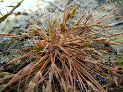 Fimbristylis velata, photographed by Peter de Lange