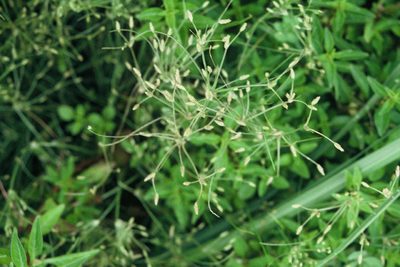 Fimbristylis velata, photographed by Peter de Lange