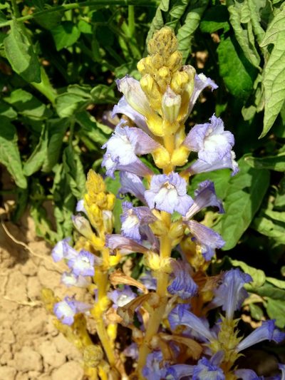 Orobanche aegyptiaca, photographed by Nasser Halaweh