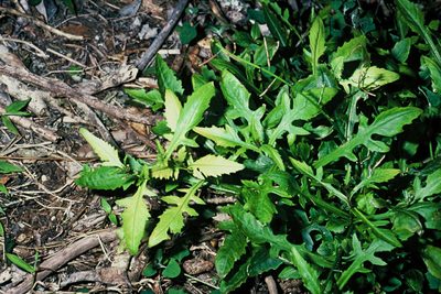 Rorippa divaricata, photographed by Peter de Lange