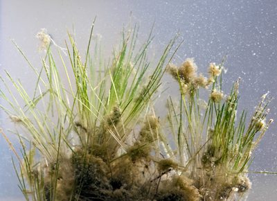 Trithuria inconspicua, photographed by Peter de Lange