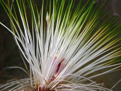 Trithuria inconspicua, photographed by Peter de Lange