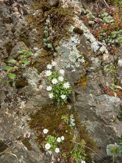 Bellium bellidioides, photographed by Thibaud Aronson