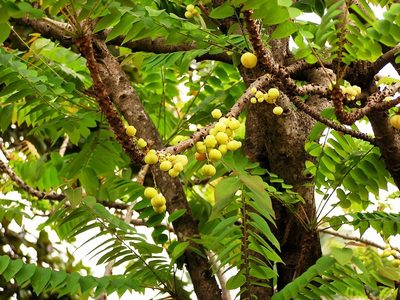 Phyllanthus acidus, photographed by Nasser Halaweh