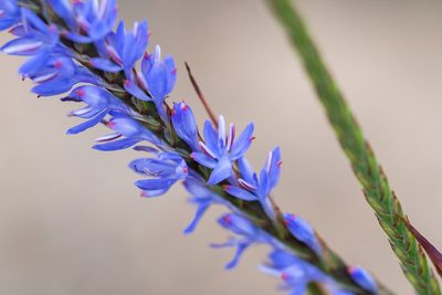 Micranthus plantagineus, photographed by magriet b