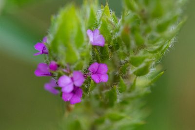 Muraltia vulpina, photographed by magriet b