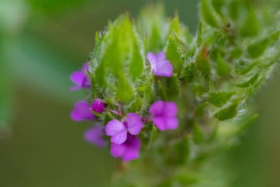 Muraltia vulpina, photographed by magriet b