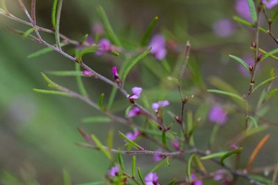 Muraltia minuta, photographed by magriet b