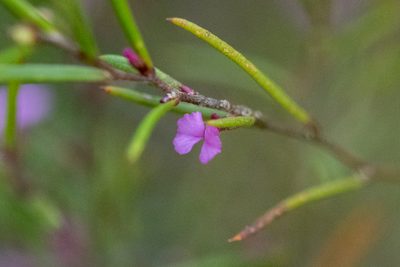 Muraltia minuta, photographed by magriet b