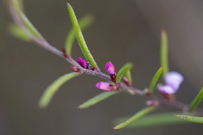 Muraltia minuta, photographed by magriet b