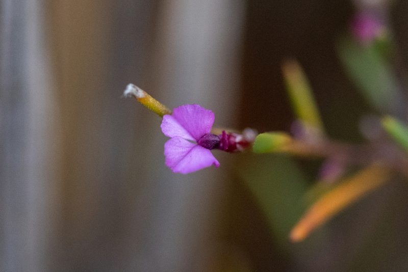 Muraltia minuta, photographed by magriet b